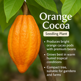 Chocolate Plant / Cocoa - Orange Fruit Plant