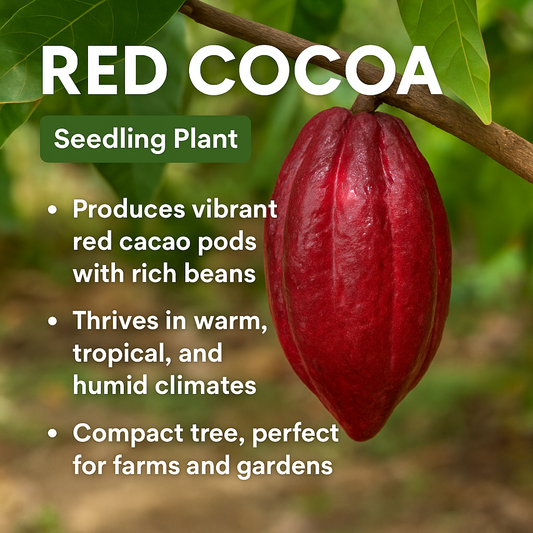Chocolate Plant / Cocoa - Red Fruit Plant