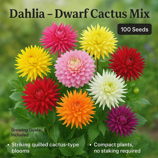 Dahlia Dwarf Cactus Mix Flower Seeds - 100 Seeds Pack