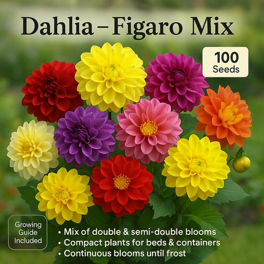 Dahlia Figaro Mix Flower Seeds - 100 Seeds Pack