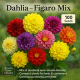 Dahlia Figaro Mix Flower Seeds - 100 Seeds Pack