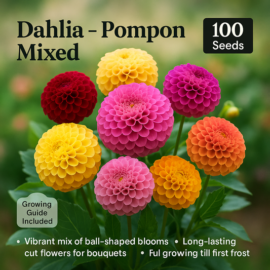 Dahlia Pompon Mix Flower Seeds - 100 Seeds Pack