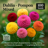 Dahlia Pompon Mix Flower Seeds - 100 Seeds Pack