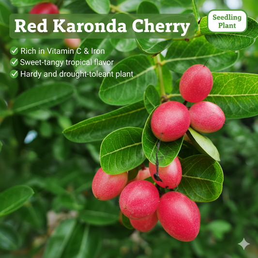 Karonda Cherry - Red Fruit Plant