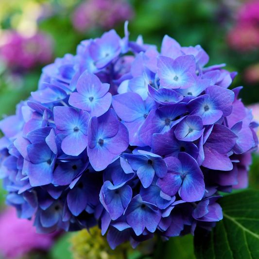 Hydrangea - Blue Hybrid Flower Plant