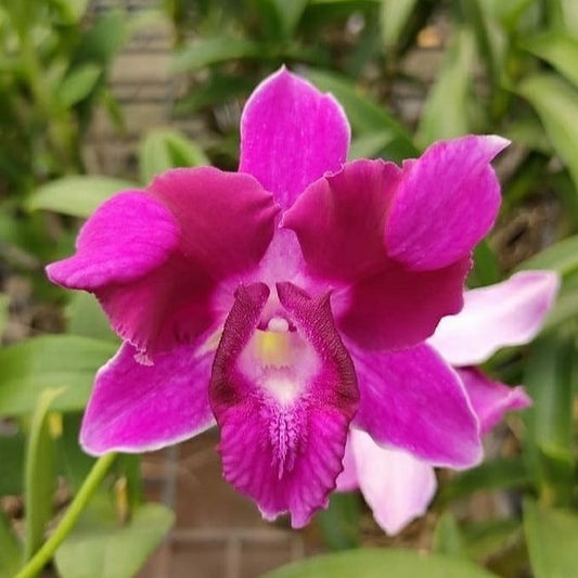 Dendrobium - King Dragon Red Orchid Plant