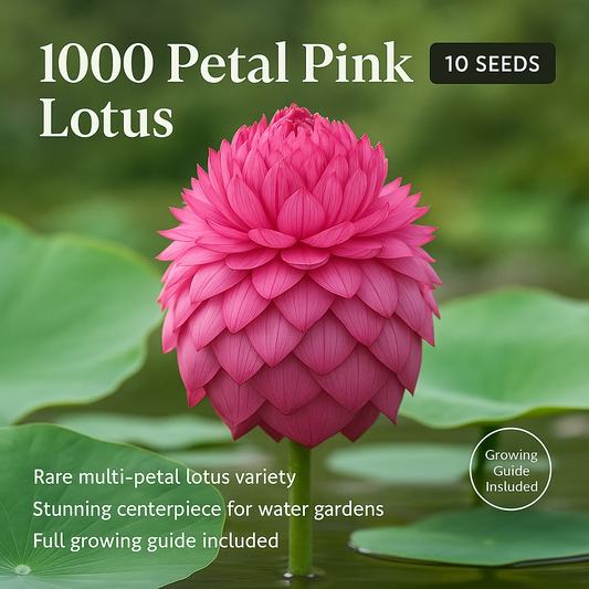 1000 Petal Pink Lotus Flower Seeds - 10 Seeds Pack