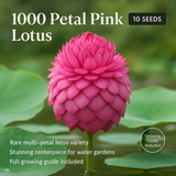 1000 Petal Pink Lotus Flower Seeds - 10 Seeds Pack