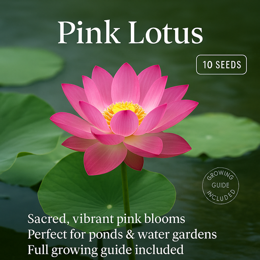 Pink Lotus Flower Seeds - 10 Seeds Pack