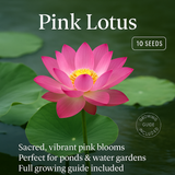 Pink Lotus Flower Seeds - 10 Seeds Pack
