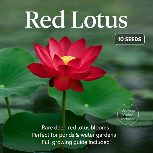 Red Lotus Flower Seeds - 10 Seeds Pack