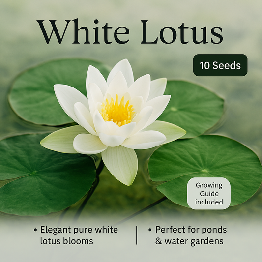 White Lotus Flower Seeds - 10 Seeds Pack