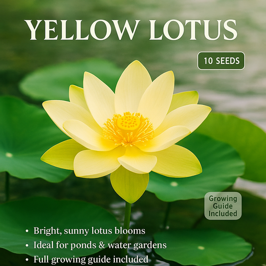 Yellow Lotus Flower Seeds - 10 Seeds Pack