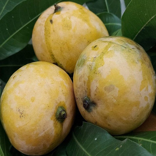 Mango - Neelam Fruit Plant