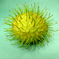 Rambutan - E35 - Fruit Plant