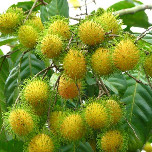 Rambutan - E35 - Fruit Plant