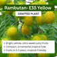 Rambutan - E35 - Fruit Plant