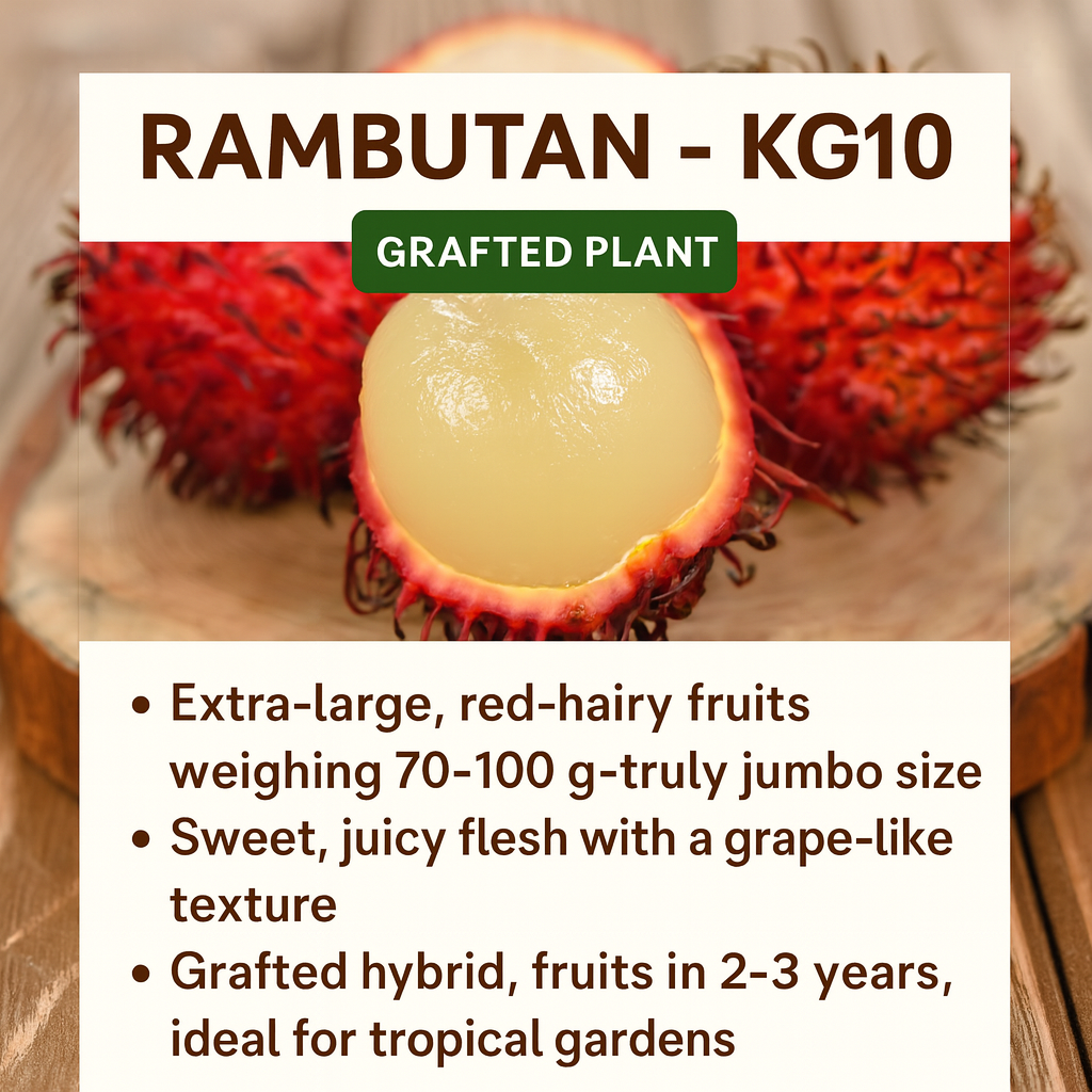 Rambutan - KG10 - Fruit Plant – Kerala Garden