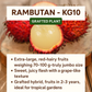 Rambutan - KG10 - Fruit Plant