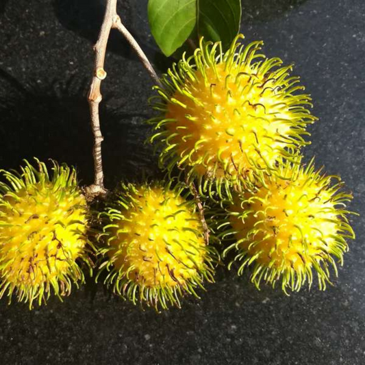 Rambutan - Muar Gading - Fruit Plant