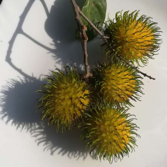 Rambutan - Muar Gading - Fruit Plant