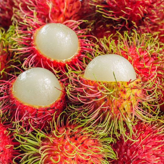 Rambutan - N18 Fruit Plant