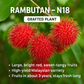 Rambutan - N18 Fruit Plant