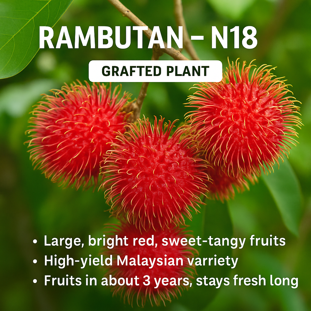 Rambutan - N18 Fruit Plant – Kerala Garden