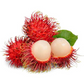 Rambutan - Rongrien - Fruit Plant
