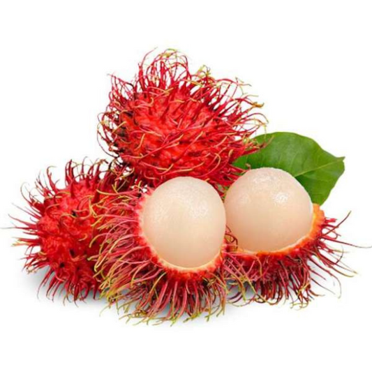 Rambutan - Rongrien - Fruit Plant