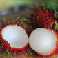 Rambutan - School Boy - Fruit Plant