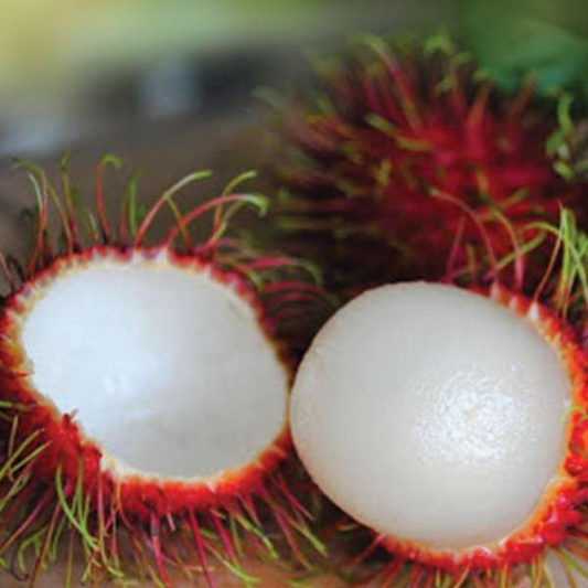 Rambutan - School Boy - Fruit Plant