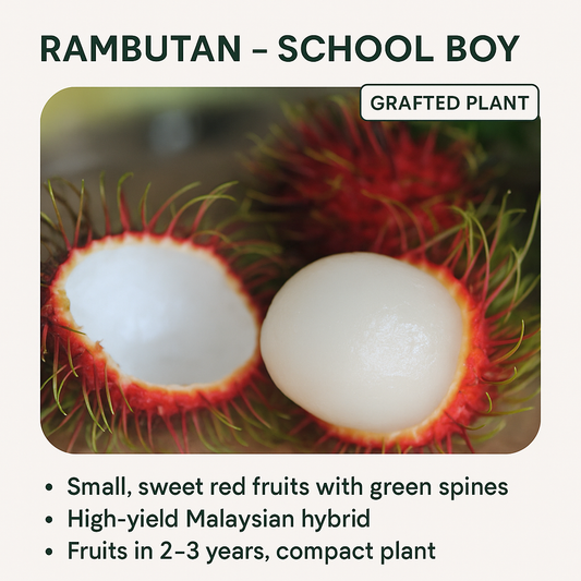 Rambutan - School Boy - Fruit Plant