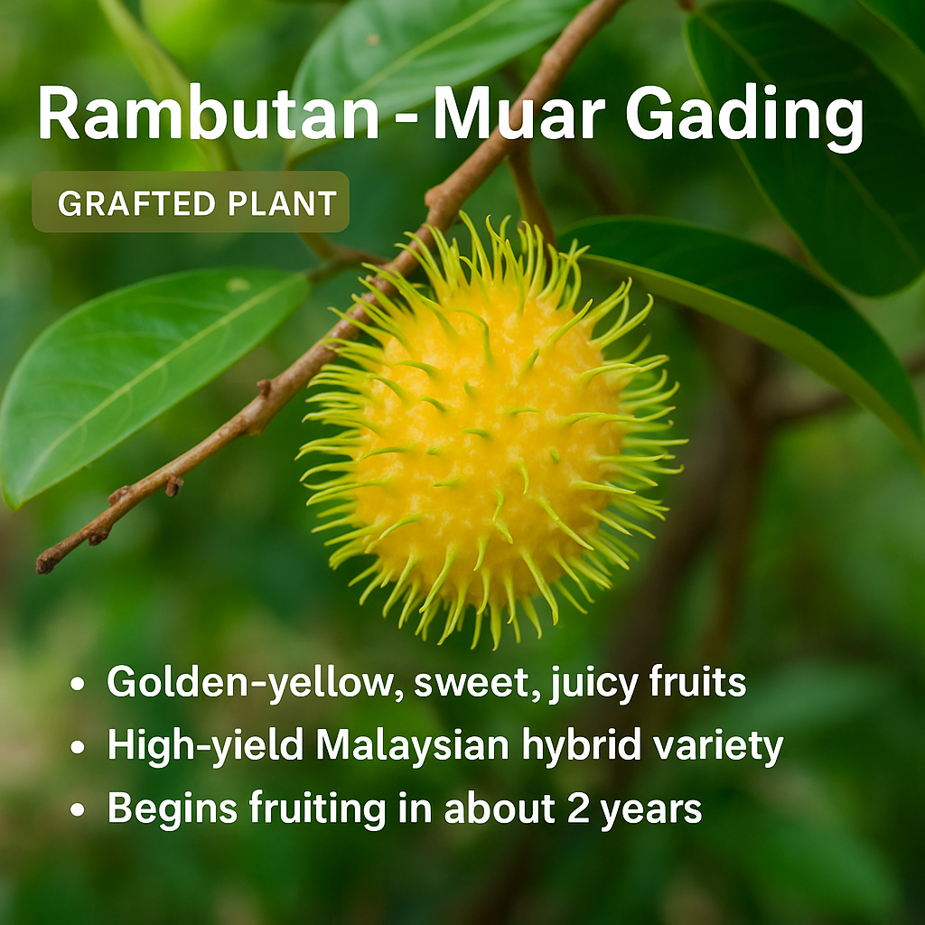 Rambutan - Muar Gading - Fruit Plant – Kerala Garden