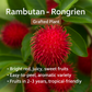 Rambutan - Rongrien - Fruit Plant