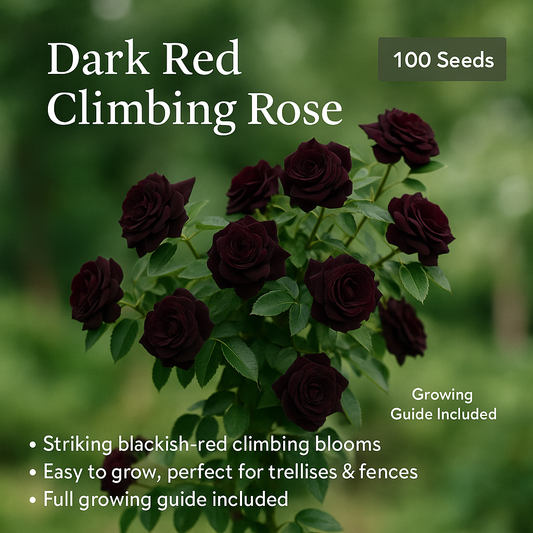 Dark Red Climbing Rose Flower Seeds - 100 Seeds Pack