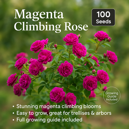 Magenta Climbing Rose Flower Seeds - 100 Seeds Pack
