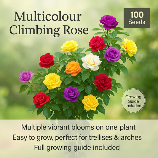 Multicolour Climbing Rose Flower Seeds - 100 Seeds Pack