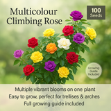 Multicolour Climbing Rose Flower Seeds - 100 Seeds Pack
