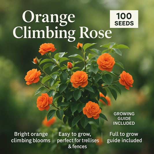 Orange Climbing Rose Flower Seeds - 100 Seeds Pack