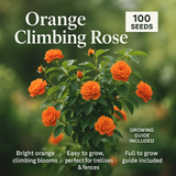 Orange Climbing Rose Flower Seeds - 100 Seeds Pack