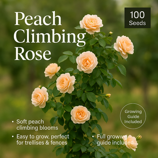 Peach Climbing Rose Flower Seeds - 100 Seeds Pack