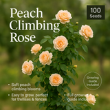 Peach Climbing Rose Flower Seeds - 100 Seeds Pack
