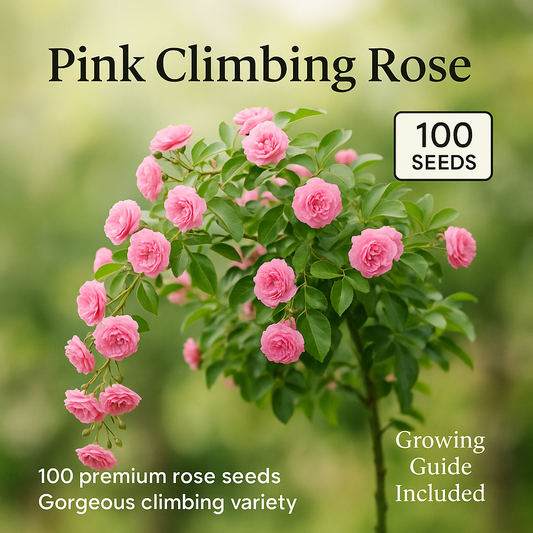 Pink Climbing Rose Flower Seeds - 100 Seeds Pack