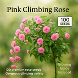 Pink Climbing Rose Flower Seeds - 100 Seeds Pack