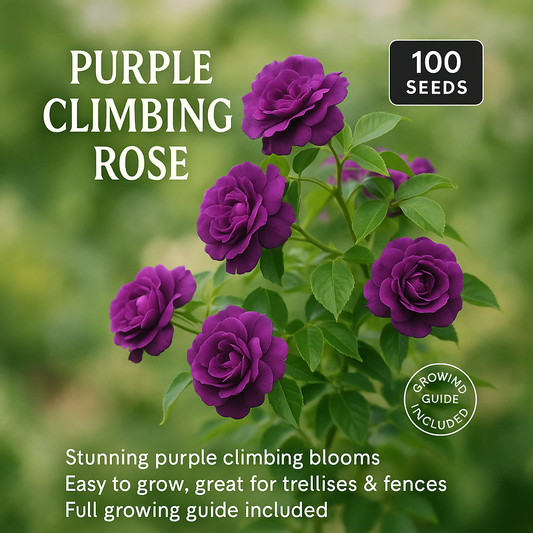 Purple Climbing Rose Flower Seeds - 100 Seeds Pack