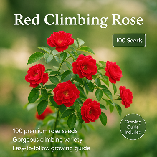Red Climbing Rose Flower Seeds - 100 Seeds Pack