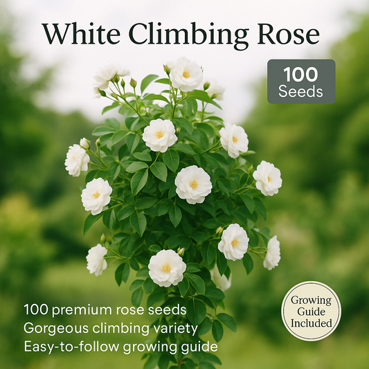 White Climbing Rose Flower Seeds - 100 Seeds Pack