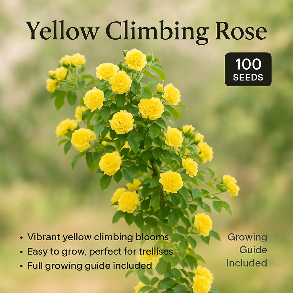 Yellow Clumbing Roses Yellow Climbing Rose Flower Seeds - 100 Seeds Pack – Kerala Garden