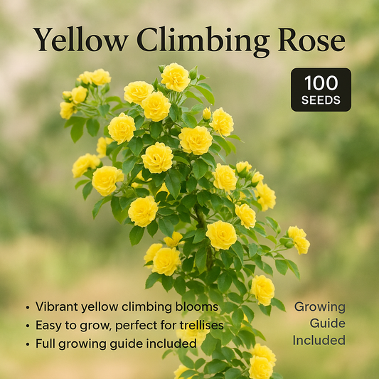 Yellow Climbing Rose Flower Seeds - 100 Seeds Pack